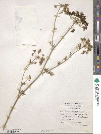 Petroselinum crispum image