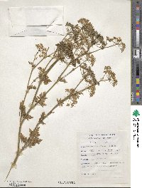 Petroselinum crispum image