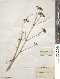 Petroselinum crispum image