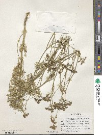 Petroselinum crispum subsp. crispum image