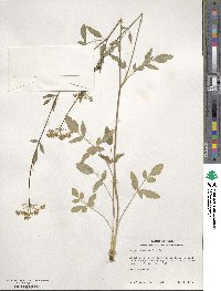 Zizia aurea image