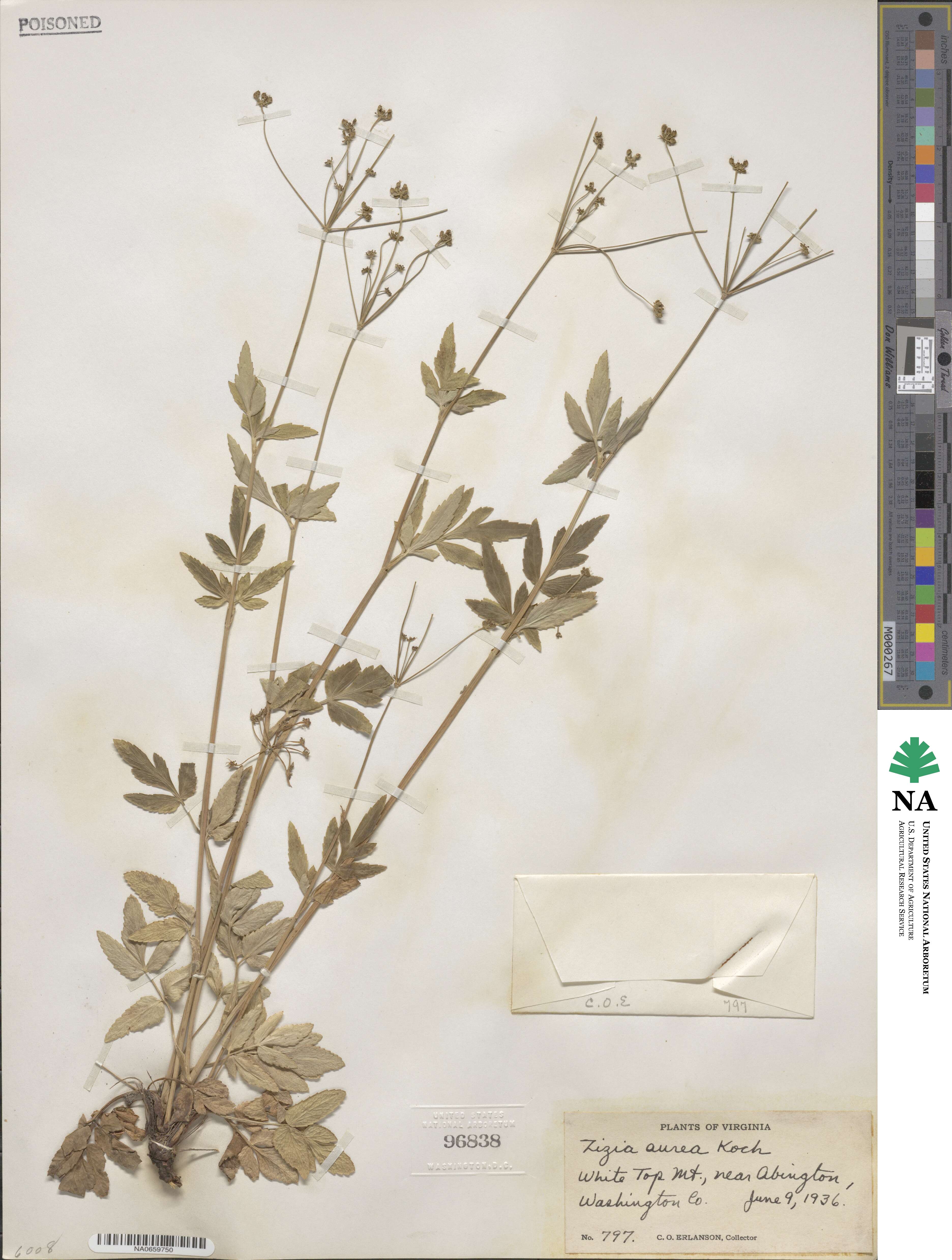 Zizia aurea image