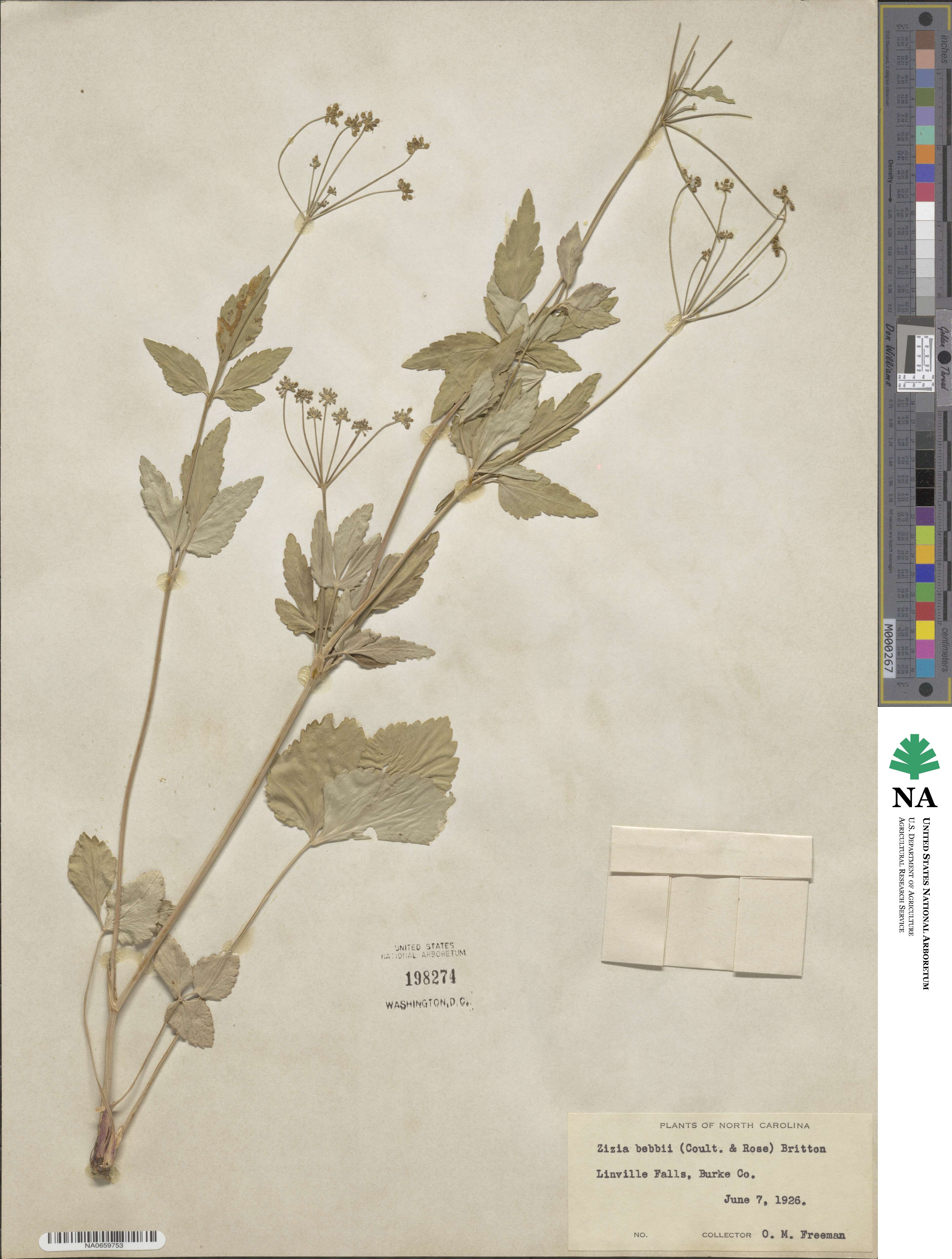 Zizia trifoliata image