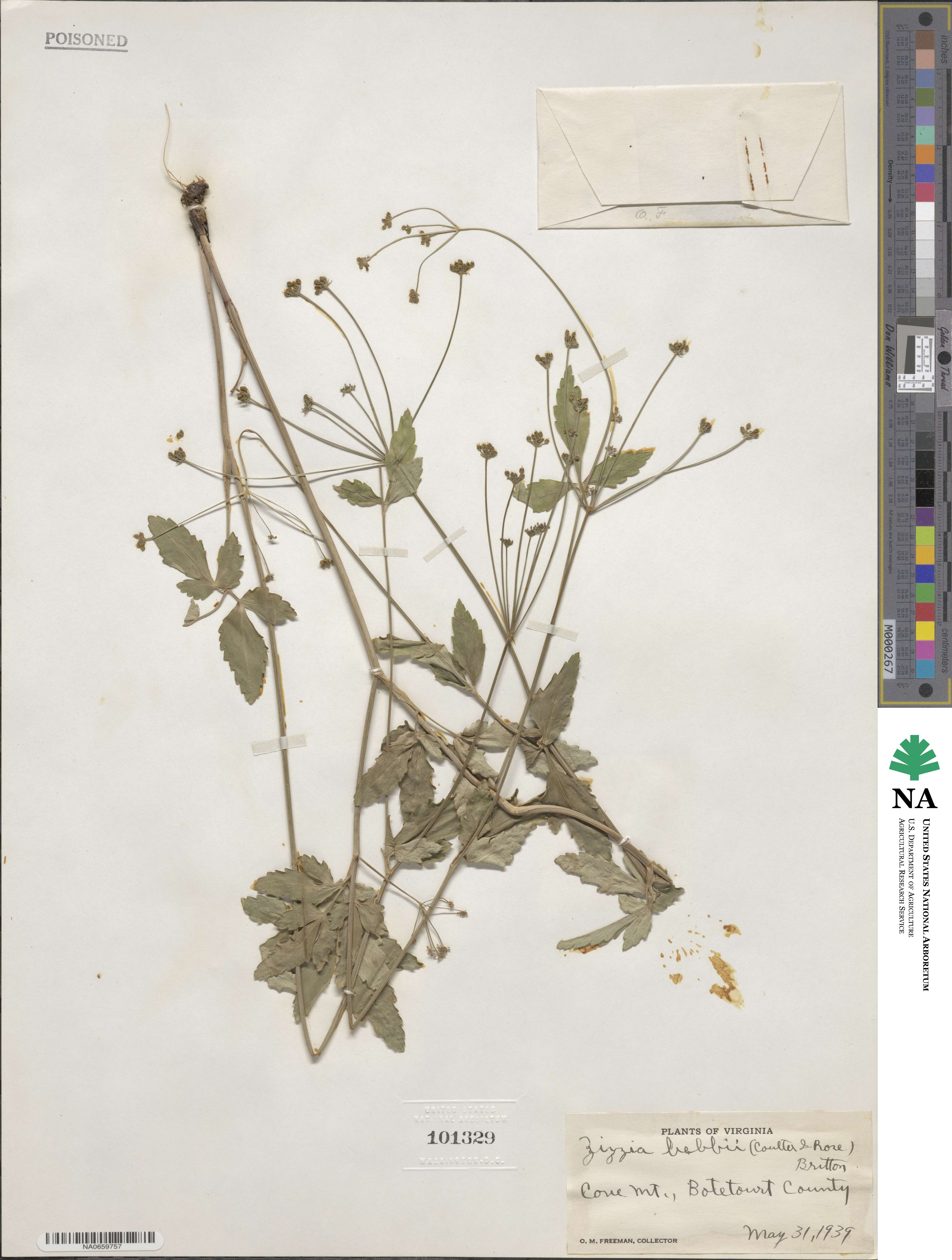 Zizia trifoliata image
