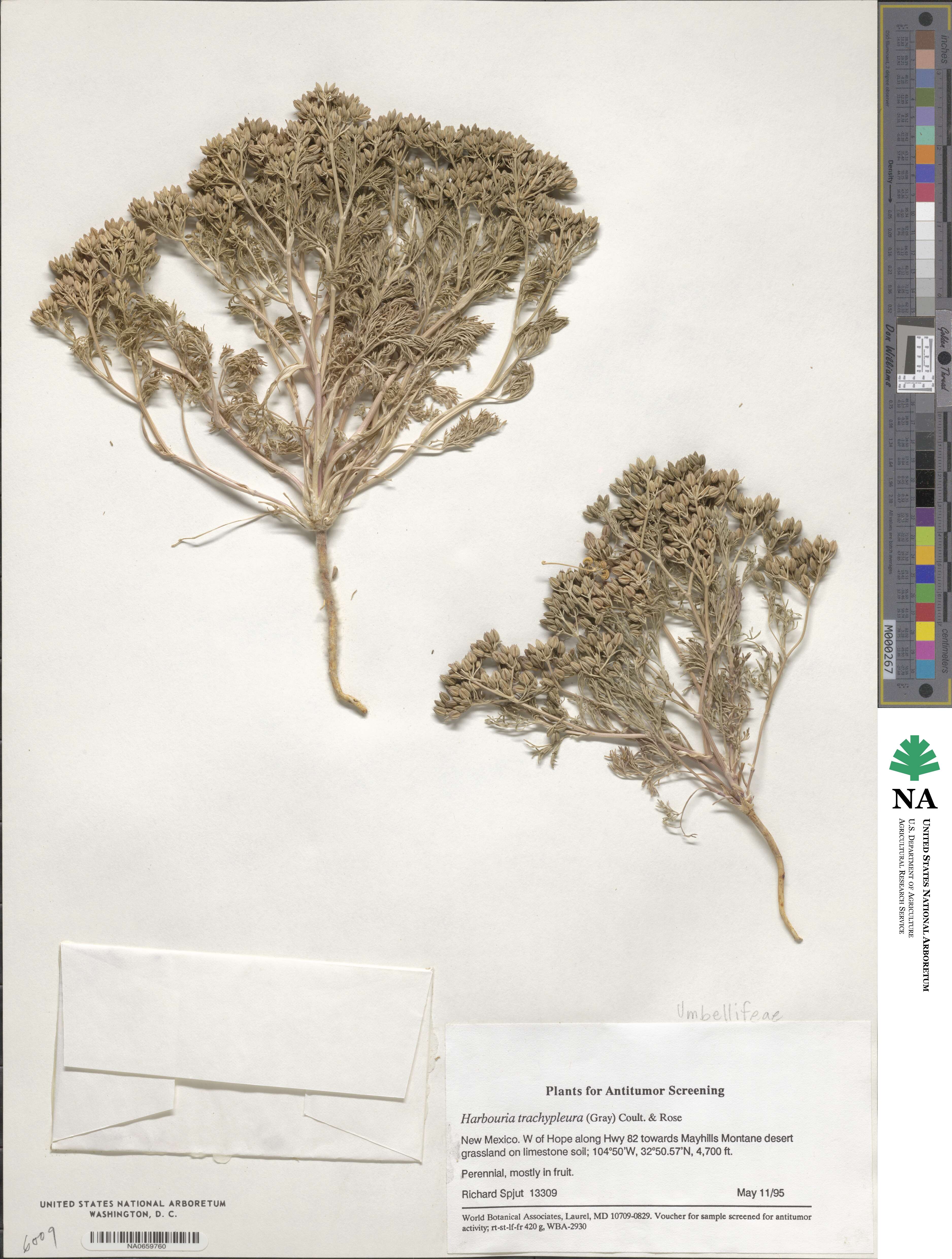 Harbouria trachypleura image