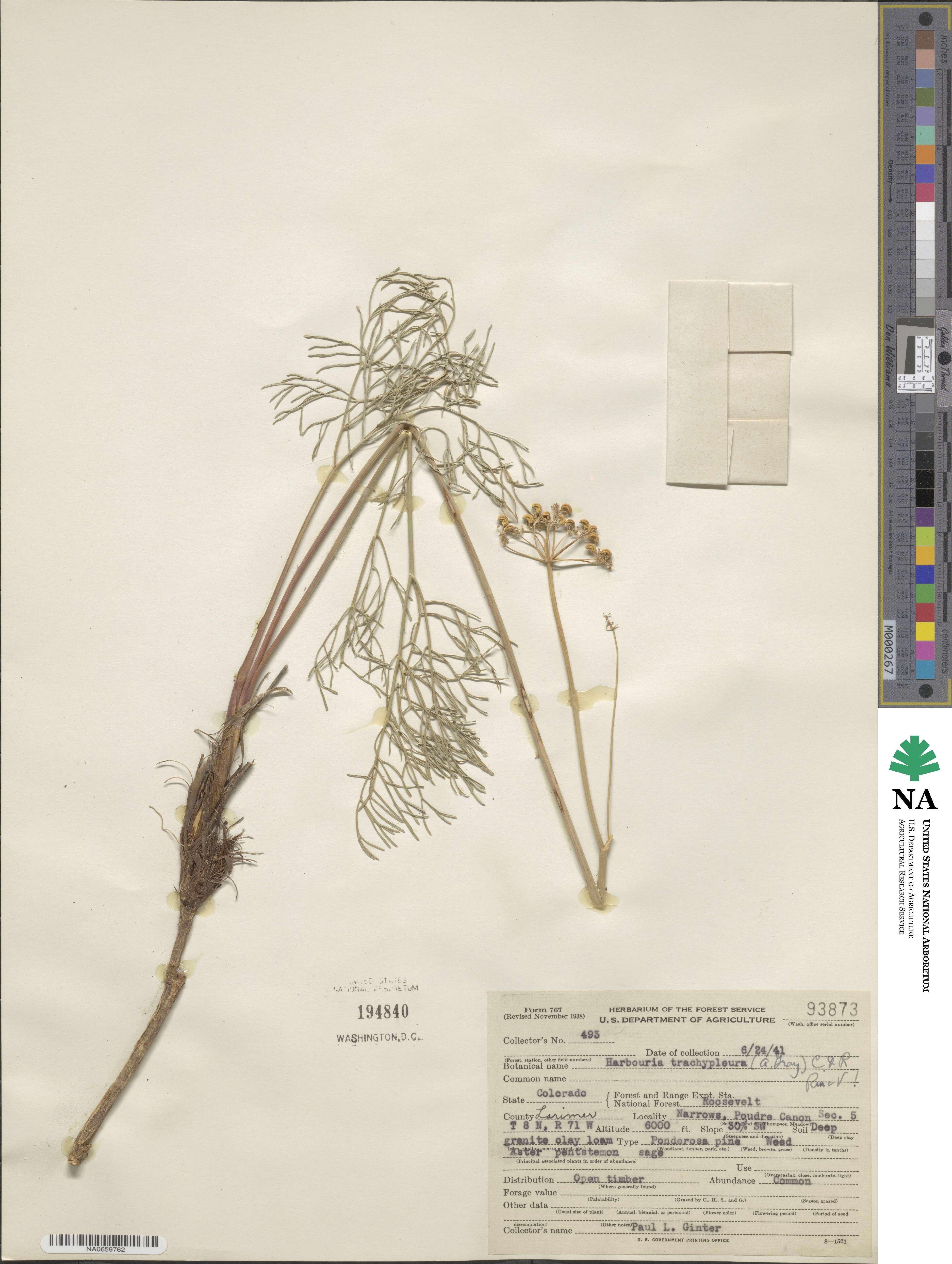 Harbouria trachypleura image