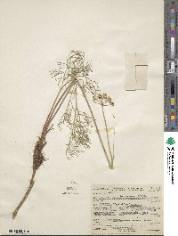 Harbouria trachypleura image