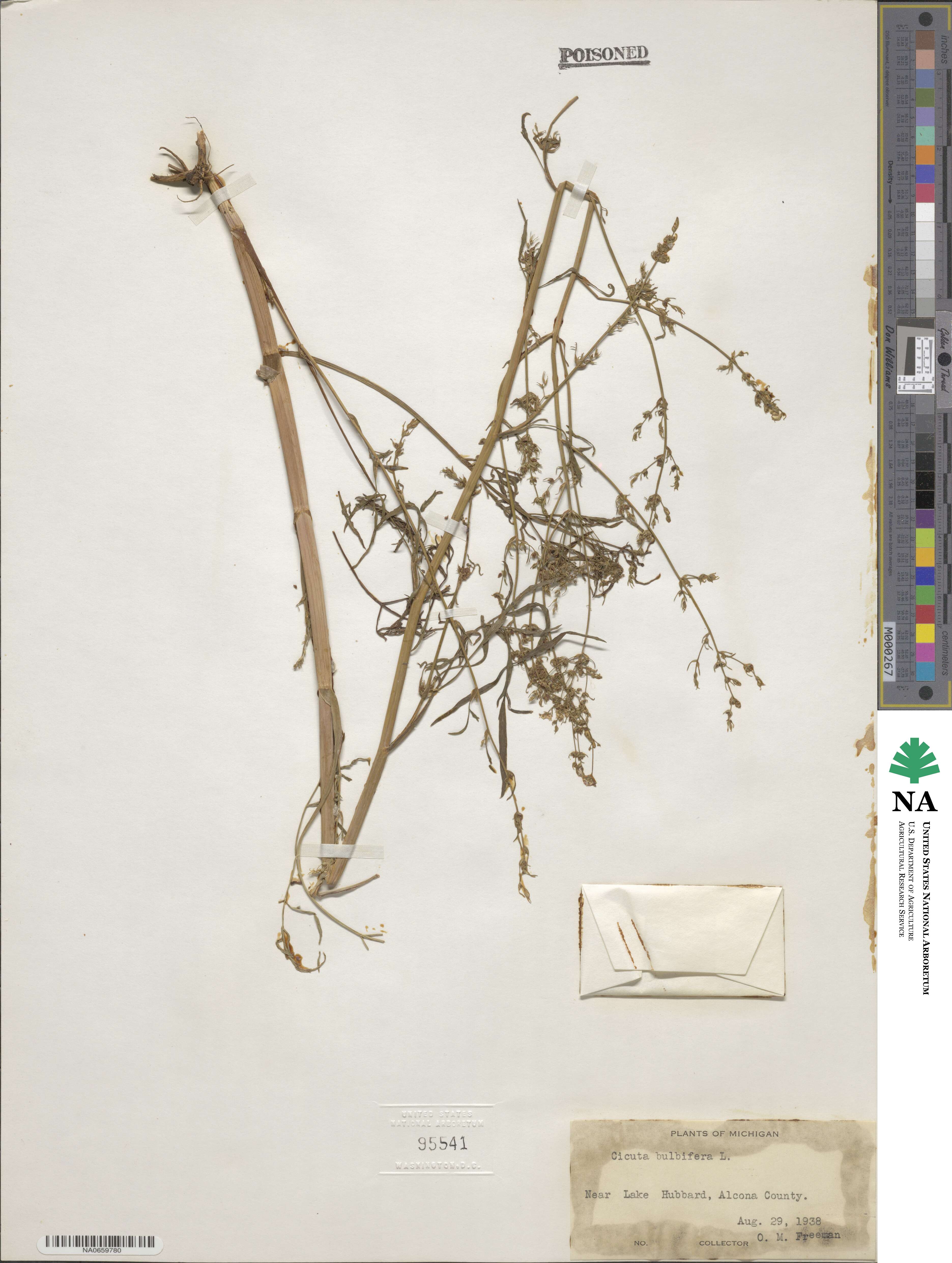 Cicuta bulbifera image