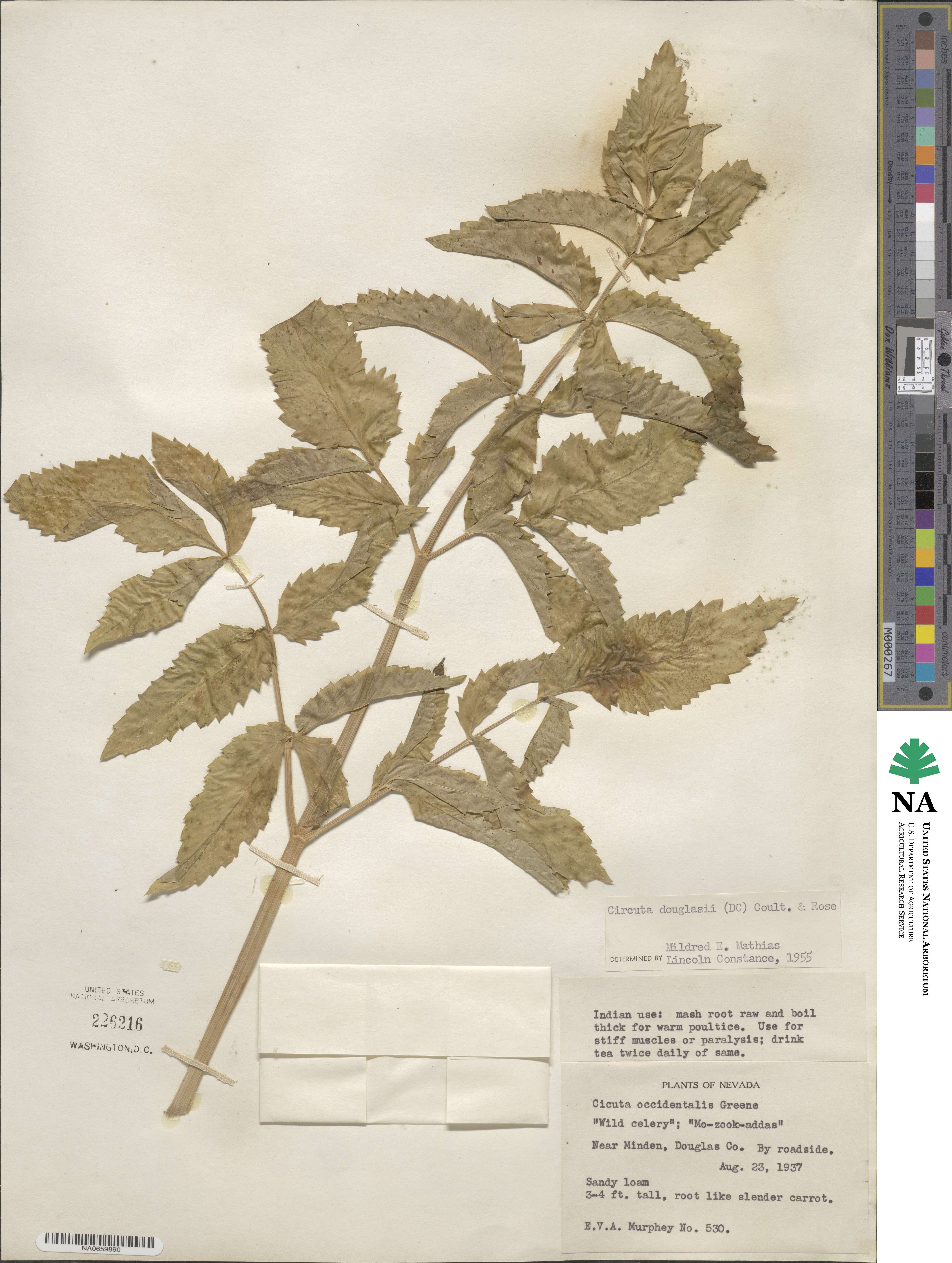 Cicuta maculata image