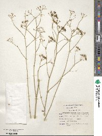 Deverra denudata subsp. aphylla image