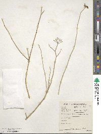 Deverra denudata subsp. aphylla image