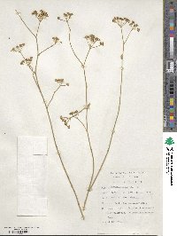 Deverra denudata subsp. aphylla image