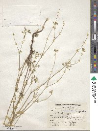 Trachyspermum stewartii image