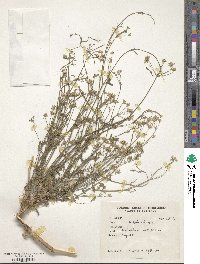 Trachyspermum stewartii image