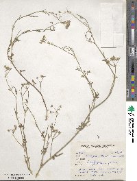 Trachyspermum stewartii image