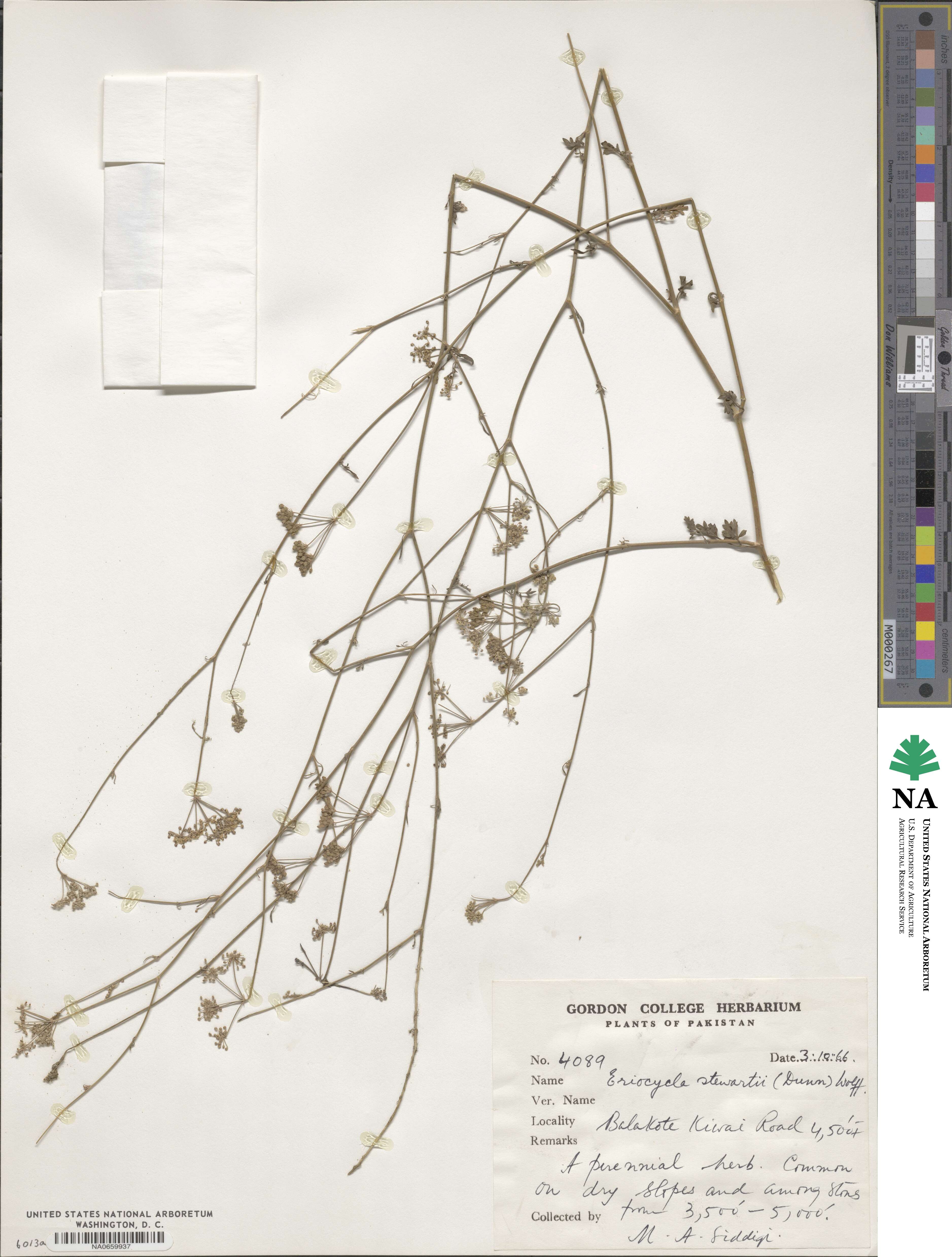 Trachyspermum stewartii image