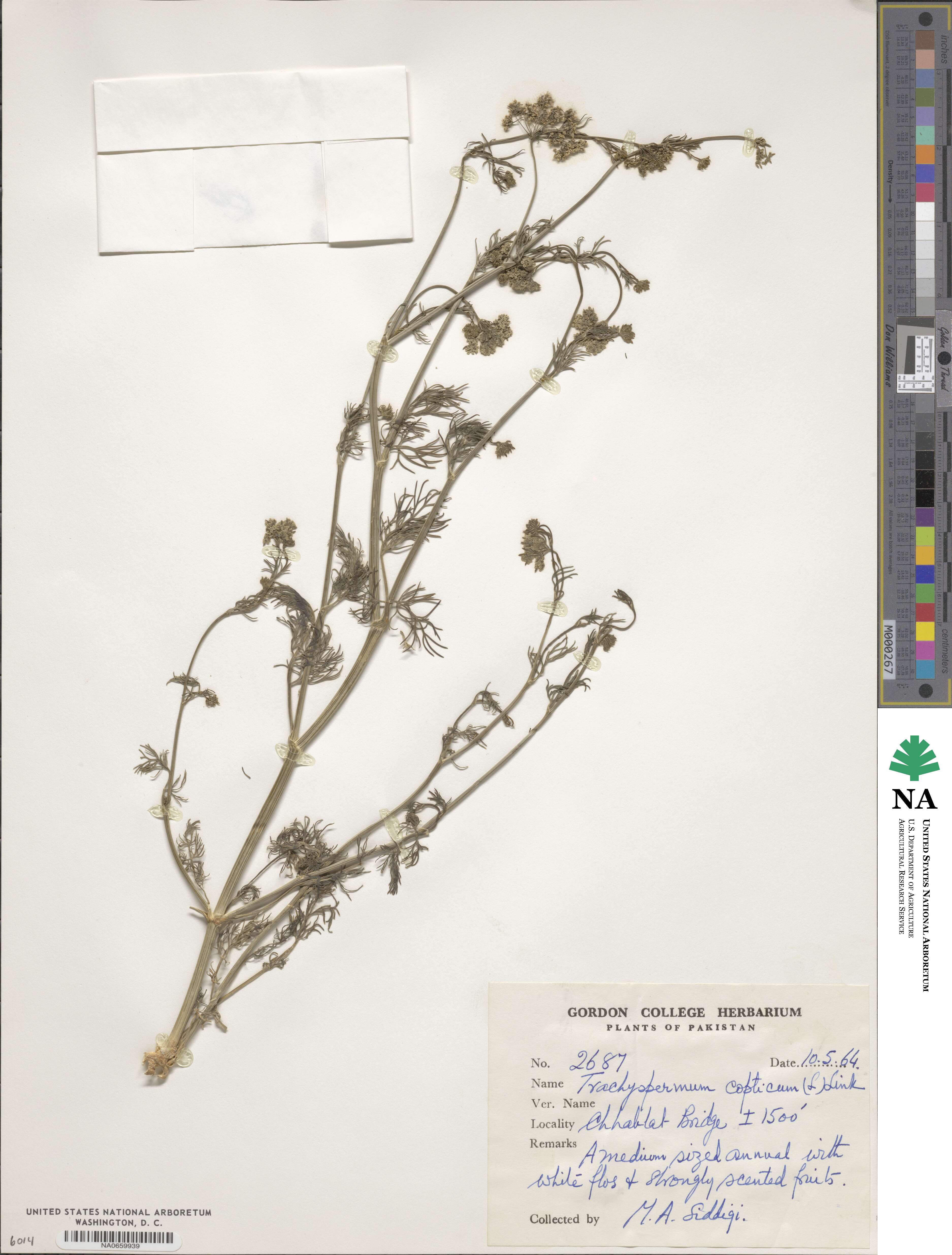 Trachyspermum ammi image