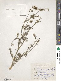 Trachyspermum ammi image