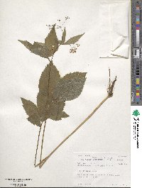 Cryptotaenia canadensis image