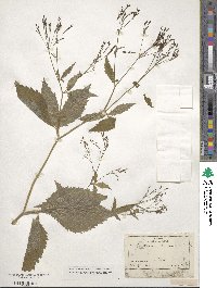 Cryptotaenia canadensis image