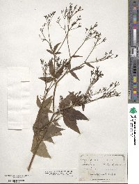 Cryptotaenia canadensis image