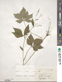 Cryptotaenia canadensis image