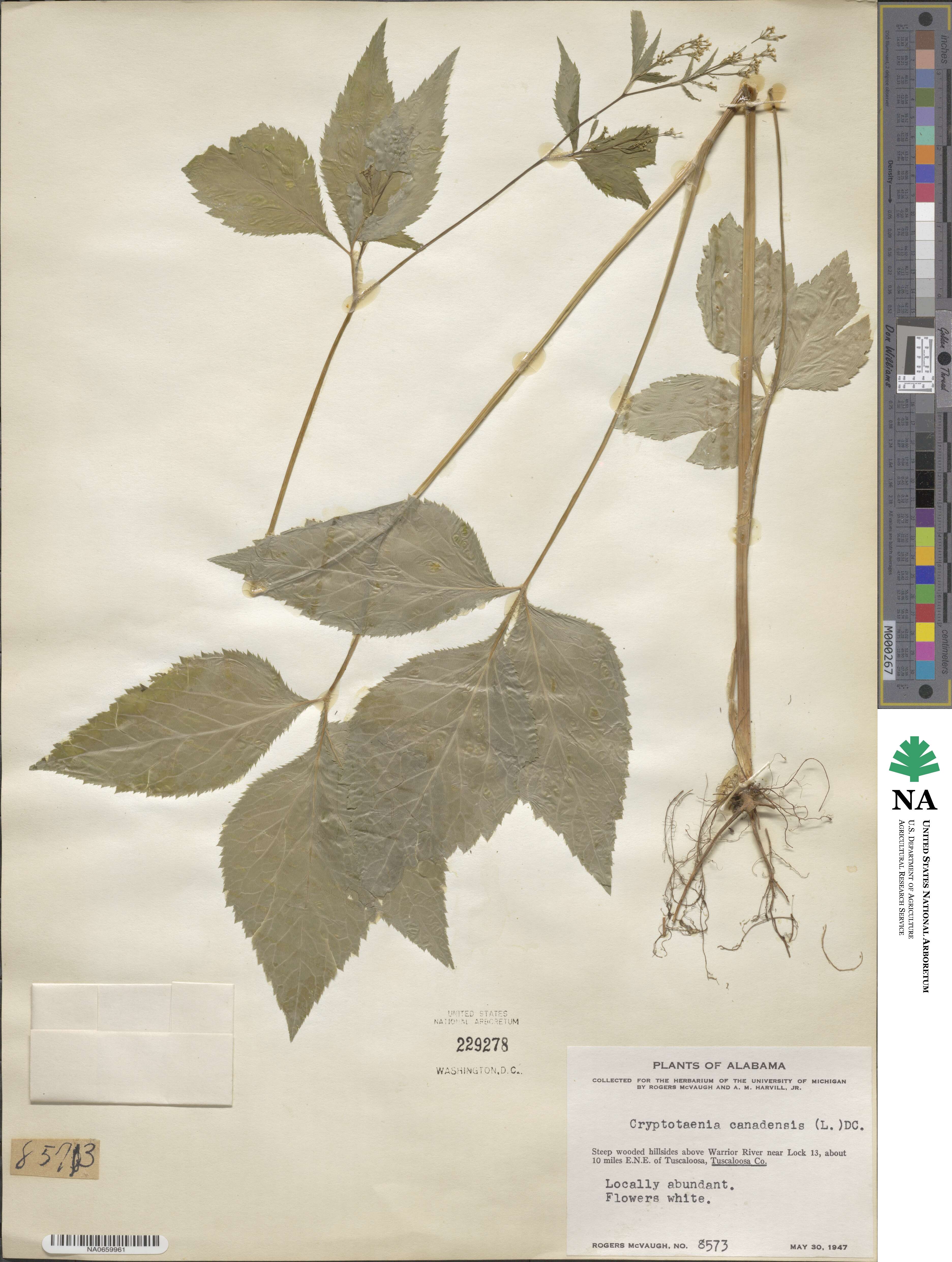 Cryptotaenia canadensis image