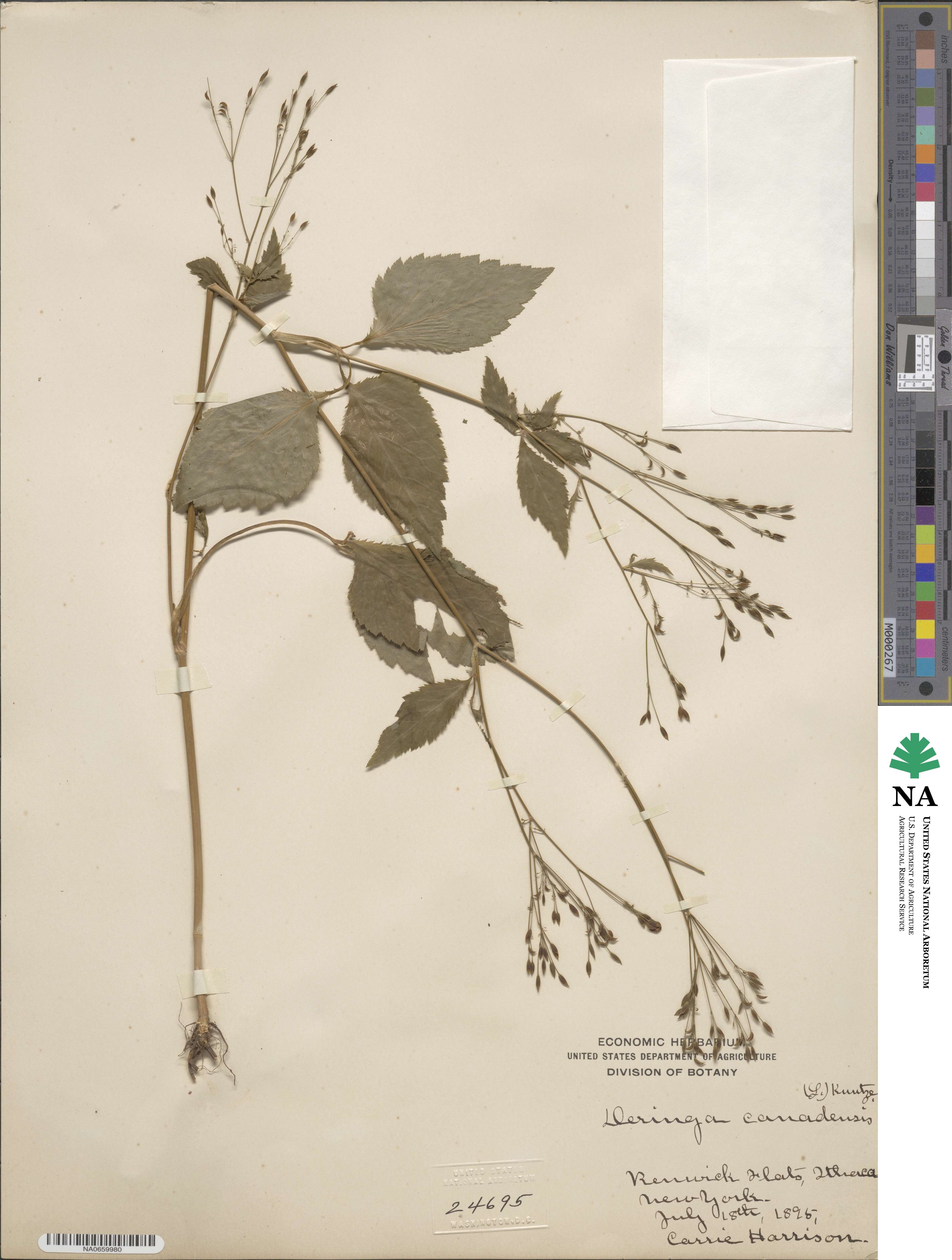 Cryptotaenia canadensis image