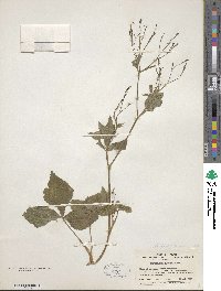 Cryptotaenia japonica image