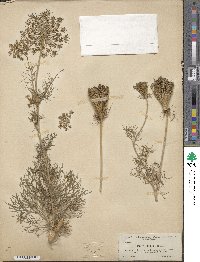 Visnaga daucoides image