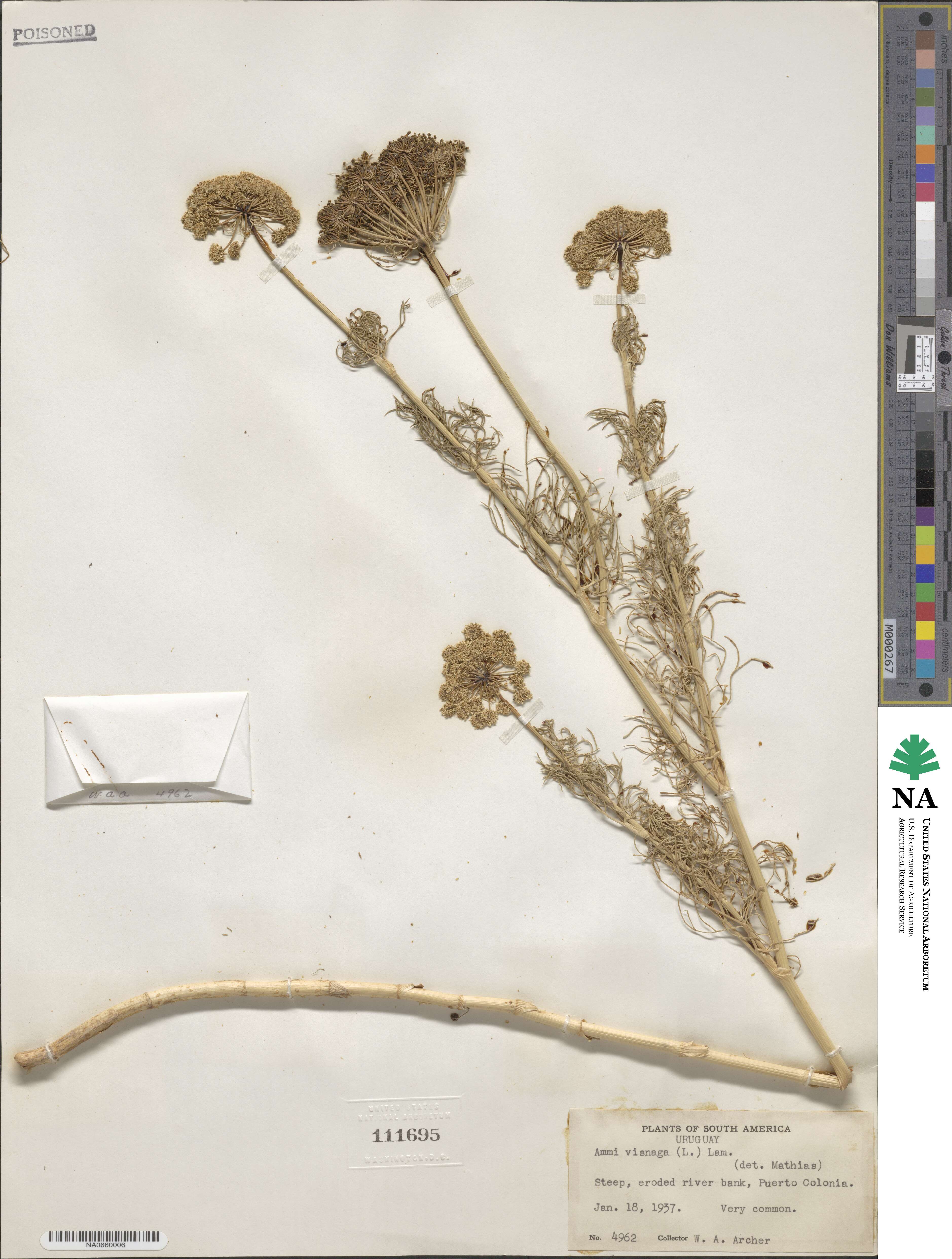 Visnaga daucoides image