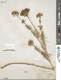 Visnaga daucoides image