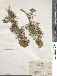 Visnaga daucoides image