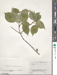 Helwingia japonica image