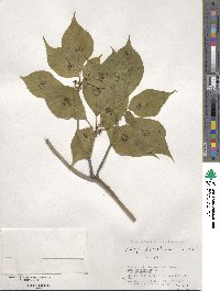 Helwingia japonica image