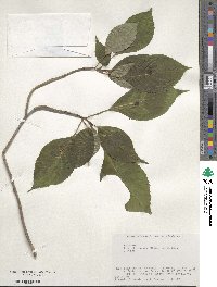 Helwingia japonica image