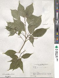 Helwingia japonica image