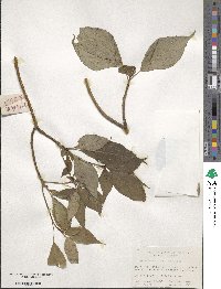 Helwingia japonica image