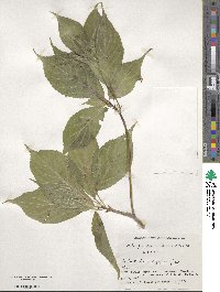 Helwingia japonica image