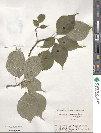 Helwingia japonica image