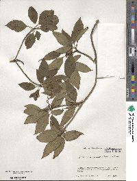 Helwingia japonica image