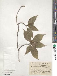 Helwingia japonica image