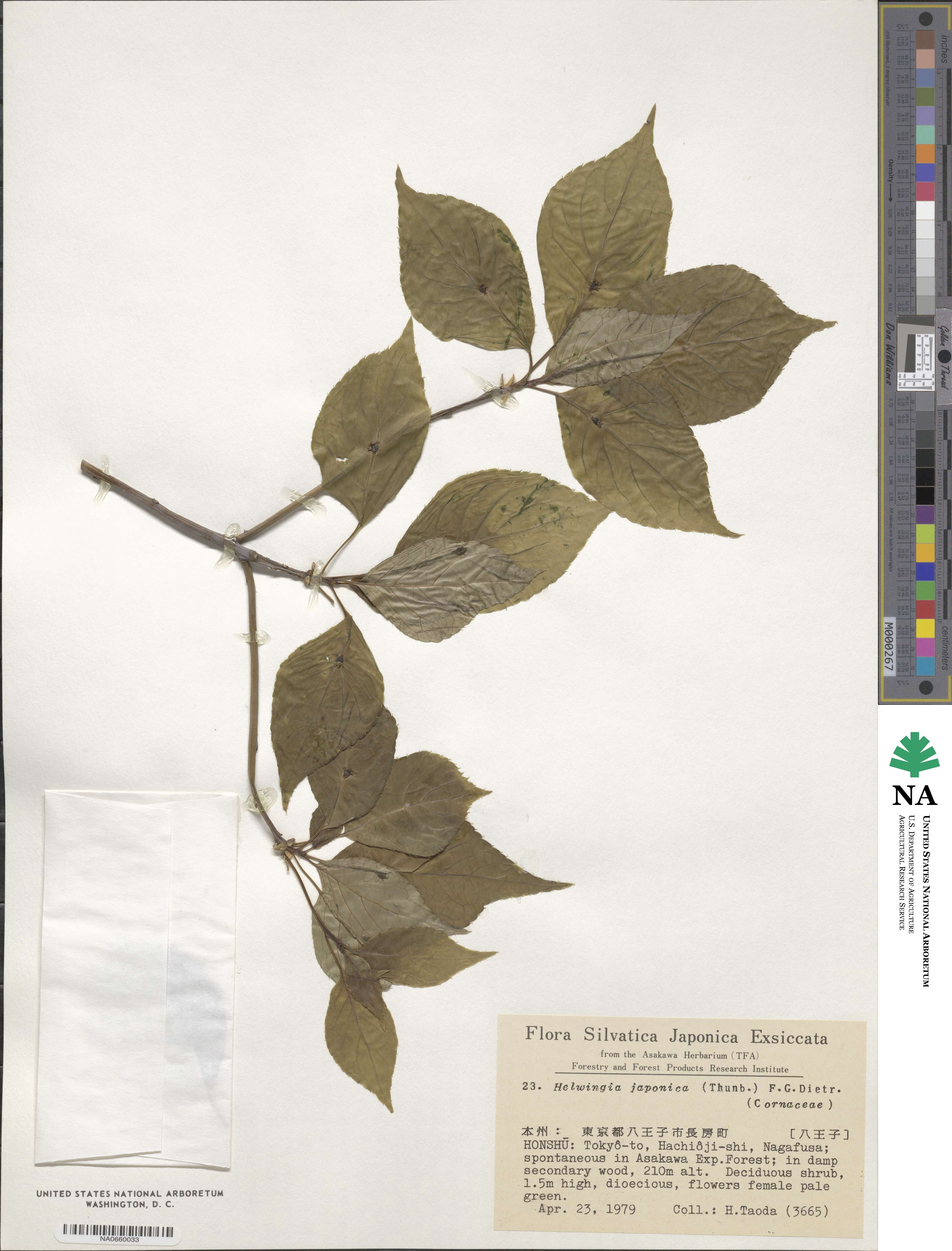 Helwingiaceae image