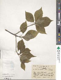 Helwingia japonica image