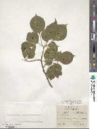 Helwingia japonica image