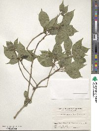 Helwingia japonica image