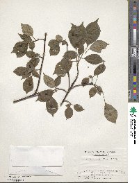 Helwingia japonica image