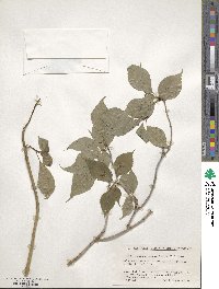 Helwingia japonica image