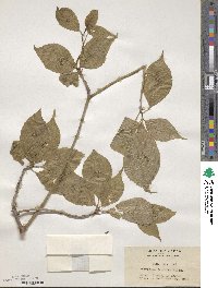 Helwingia japonica image