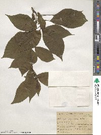 Helwingia japonica image